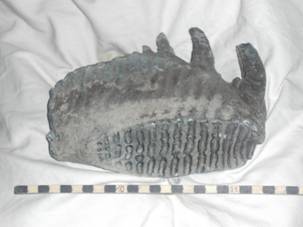 Mammut Backenzahn