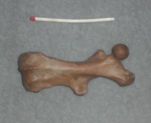 Biberknochen